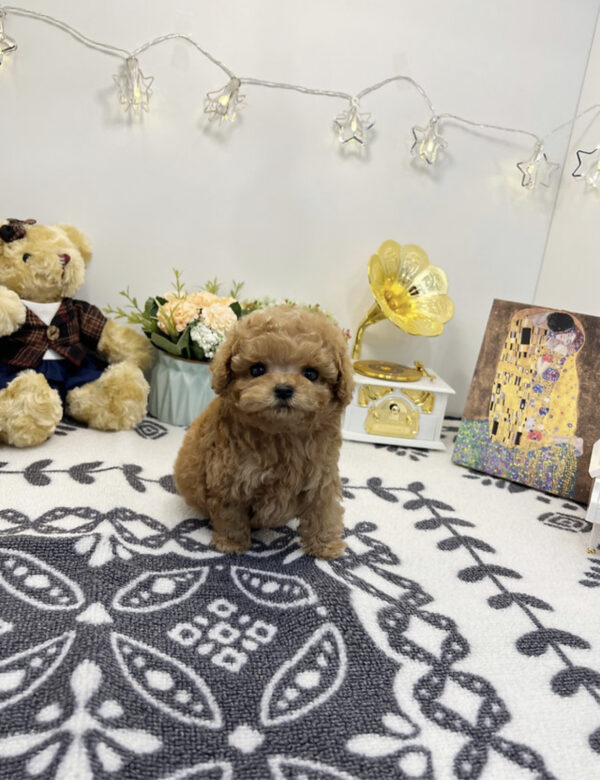 teacup poodle puppies