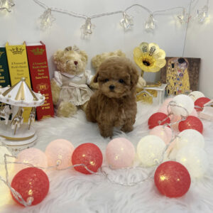 poodle puppies for sale