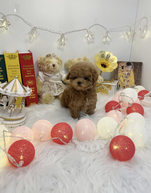 poodle puppies for sale