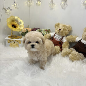 toy poodle puppies