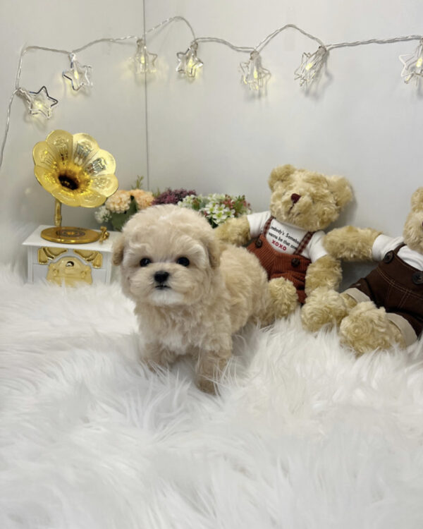 toy poodle puppies