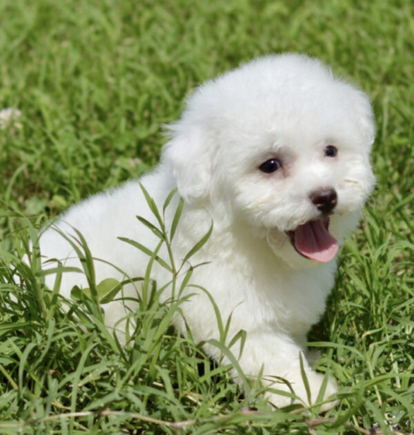 Bichon Frise - Prince