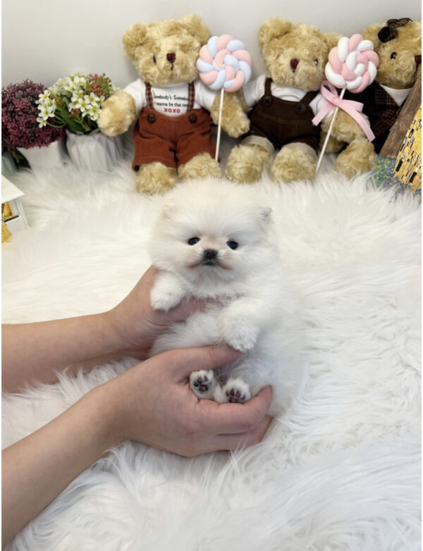 Pomeranian - Boo