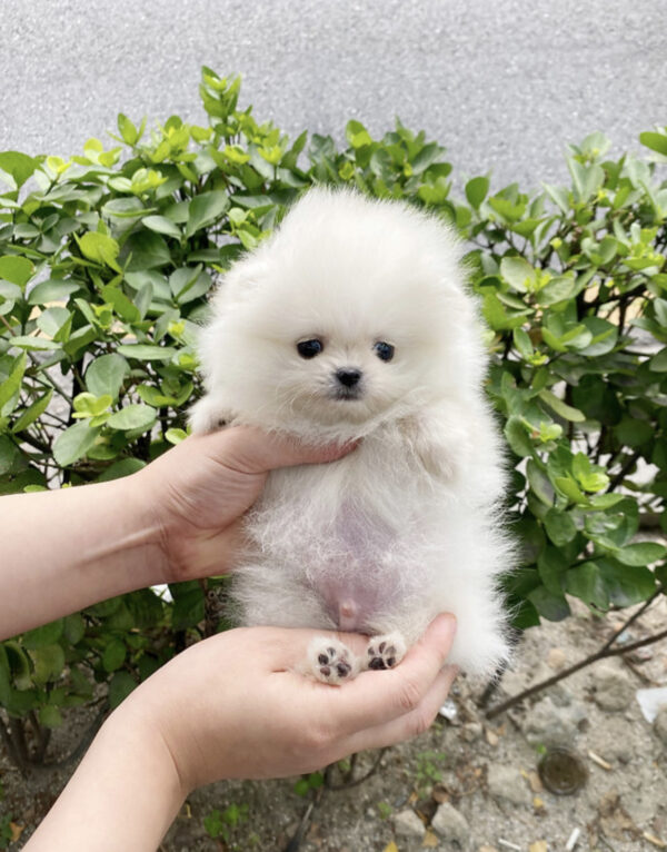 Pomeranian - Ralph