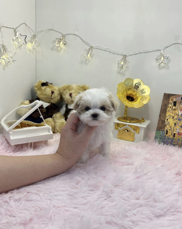 Maltipoo - Frankie