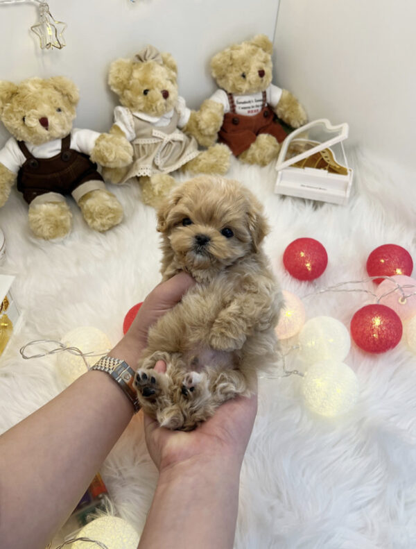 Maltipoo- Remi