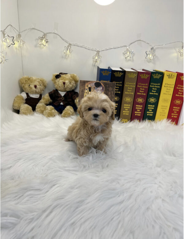 Maltipoo - Luc