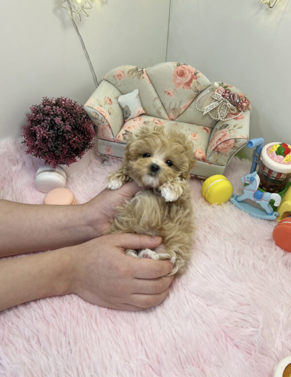 Maltipoo - Cuttie